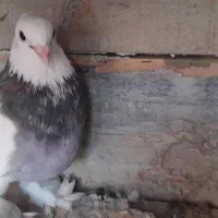 یه جفت نر و ماده  با جوجه طوقی سرور|پرنده|قم, آزادگان|دیوار