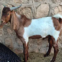 بز کهره دار دوقلو زا|حیوانات مزرعه|ششده و قره بلاغ, |دیوار