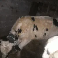 گاوهلیشتاین|حیوانات مزرعه|لولمان, |دیوار