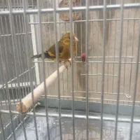 سهره قناری|پرنده|خسروشاه, |دیوار