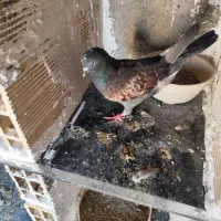 کبوتر سرور و پشت سرور