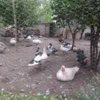 قوغاز و اردک اسرائیلی