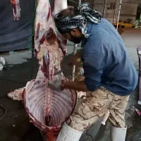 قصاب حراف ی قصابی در محل سیار گوسفند