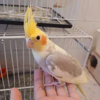 عروس هلندی