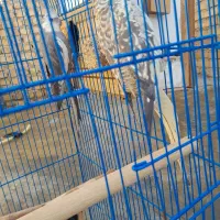 عروس هلندی نر و ماده