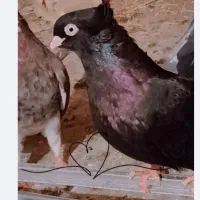 سیاه آبادانی واکسی