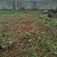 چمن زنی وعلف زنی|خدمات باغبانی و درختکاری|خمام, |دیوار