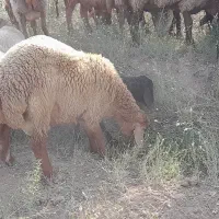 دو بره قوچی سالم