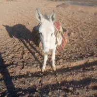 مچخر95000000 میلیون روستای تجرود|حیوانات مزرعه|تربتحیدریه, پائین ولایت|دیوار