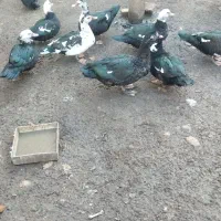 اردک اسرائیلی ماده