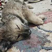 سگ شیتزو|سگ|اهواز, زرگان|دیوار