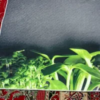 پادری|پادری|قم, حاج زینل|دیوار