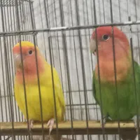 جفت طوطی برزیلی خوشرنگ و خوش صدا