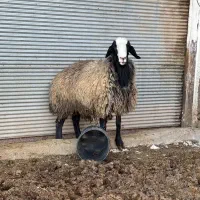 قوچ شالی جوان