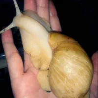 حلزون مولد بعلاوه بچه هایش