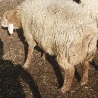 بره نر ساری قولاغ|حیوانات مزرعه|مشگین شهر, |دیوار