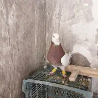 طوقی|پرنده|اسفراین, |دیوار