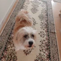 واگذاری سگ|سگ|فردیس, فردیس|دیوار