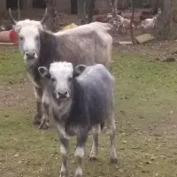 گاو با گوساله نر3ماه نوبری