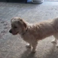 واگذاری اشپیتز تریر یک ساله نر|سگ|اصفهان, شهریار|دیوار