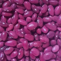 لوبیا قرمز  تولید شده از بذر مادر