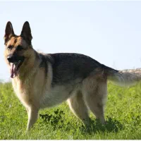 سگ  پیداشده