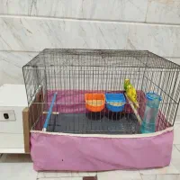 مرغ عشق جوان و سرحال