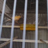 قناری|پرنده|مشهد, کارگران|دیوار