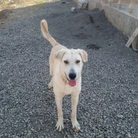 گمشده در روستای گنبد