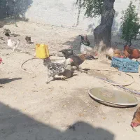 فروش مرغ و خروس محلی و برهما و گلین|حیوانات مزرعه|ساری, |دیوار