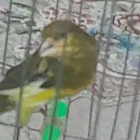 قناری نر|پرنده|تربتحیدریه, پائین ولایت|دیوار