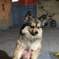 سگ گمشده محدوده ملک شهر خیابان آزادگان