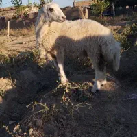 بره ماده افشار