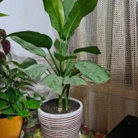 گل طبیعی|گل و گیاه طبیعی|سبزوار, امیر کبیر|دیوار