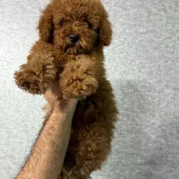 توی پودل دارک