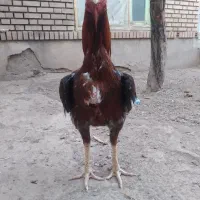 خروس لاری