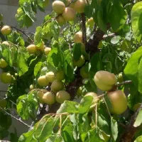 باغ ویلا 1500 متر در دهکده سبر امند فروش یا معاوضه|فروش خانه و ویلا|صوفیان, |دیوار