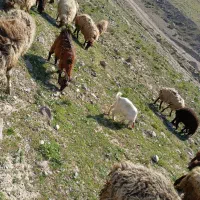 دوتا بز شیرا