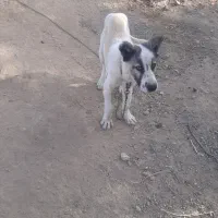 سگ نر سرابی هفت ماهه|سگ|صوفیان, |دیوار