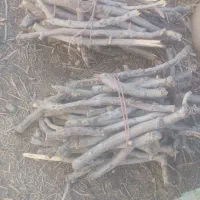 کنده خشک پسته ای مخصوص شومینه