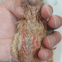 جوجه کرینچیگ سرلاکی