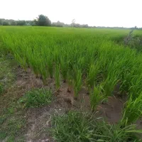 زمین مسکونی شالیزار هکتاری.رشت.کوچصفهان|فروش زمین و ملک کلنگی|رشت, بلوار گیلان|دیوار