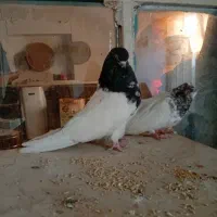 کله دم سبز نوک قنار