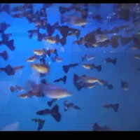 ماهی گوپی بلک متال