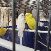 مرغ عشق