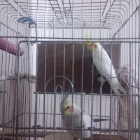 یک جفت عروس هلندی