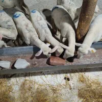 فروش بره های لاکن خالص|حیوانات مزرعه|رودهن, |دیوار