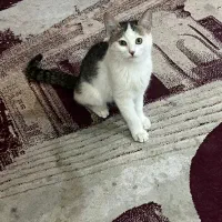 واگذاری گربه|گربه|یزد, |دیوار