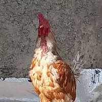خروس سه جیل یک رگ لاری