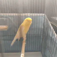 قناری رسمی بلند